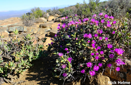 Ruschia Spinosa *とげのあるRuschia * Aizoaceae *観賞用の紫色の花* 10個の種子*