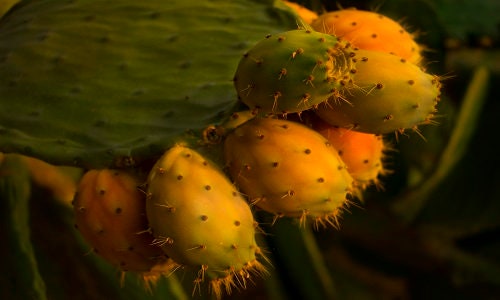 Opuntia Mix - Prickly Pear Cactus -  Many Unique & Rare Species - 20 Seeds