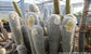 Espostoa Mix - Old Man Candle-Like Cactus - Many Species - 20 Seeds RARE