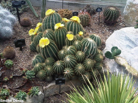 Parodia Magnifica - Fiori gialli di cactus a sfera - Specie in via di estinzione - 5 semi RARI