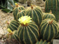 Parodia Magnifica - Ball Cactus Yellow Flowers - Endangered Species - 5 Seeds RARE