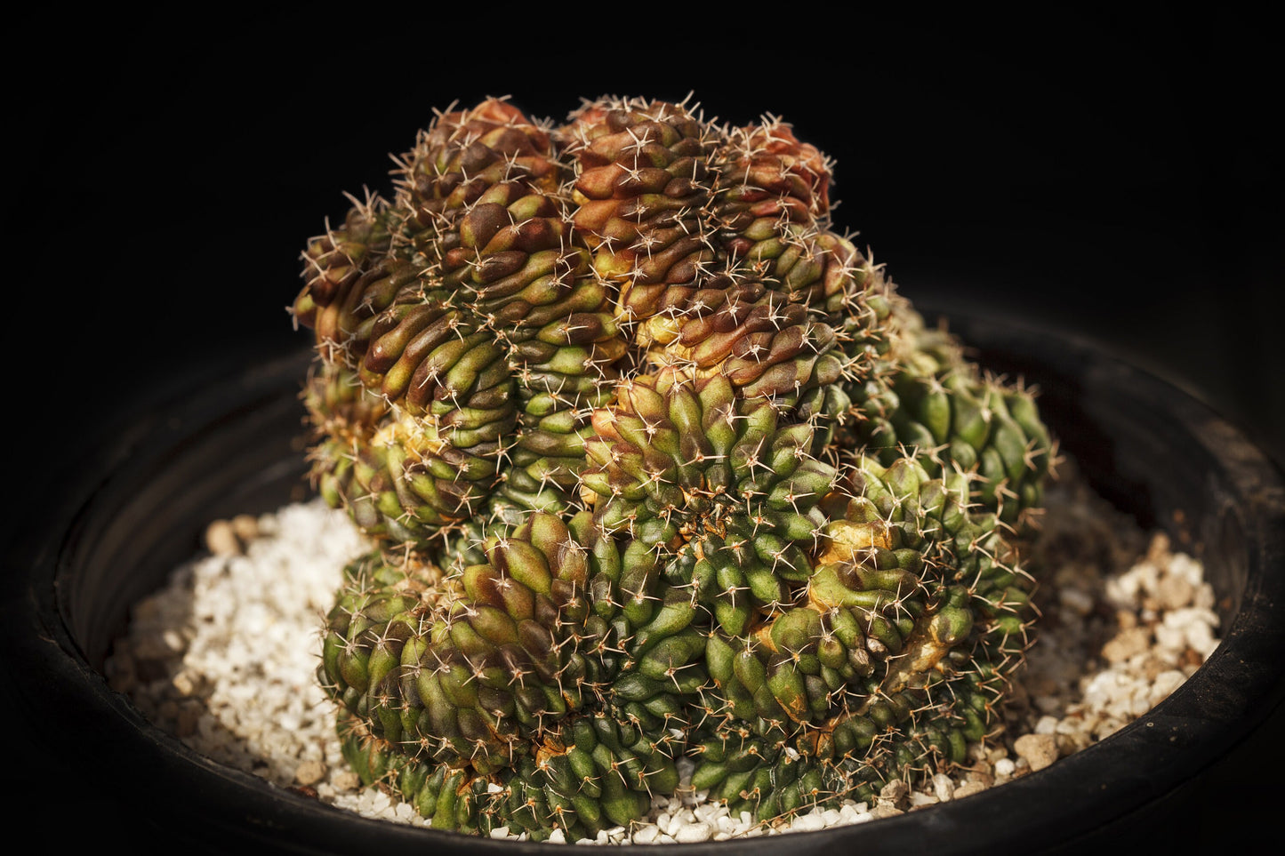 Gymnocalycium Mihanovichii 'Cristata Variegata'  - Variegated Chin Cactus - Extremely Rare - 5 Seeds - Limited