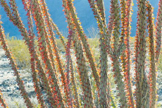 Fouquieria Splendens - Ocotillo - Candlewood - Desert Coral - Tarzan Cactus - 5 semi rari