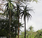 Aloe Ballyi - Rat Aloe - Palm Tree Like Aloe - 5 Seeds - Rare