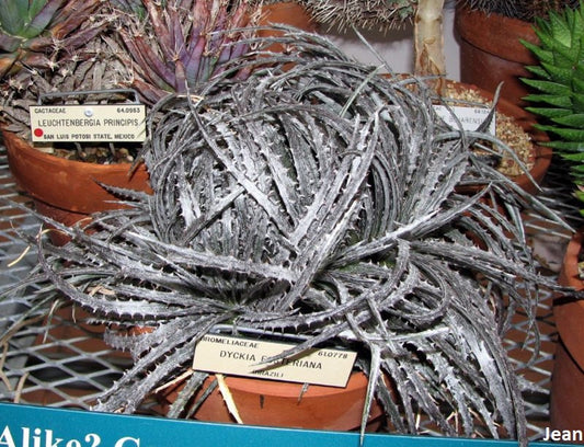 DyckiaFosteriana-印象的な珍しい植物-とげのある光沢のあるシルバーメタリックブロンズ多肉植物-10シード