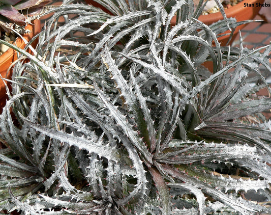 Dyckia Fosteriana - Pianta rara sorprendente - Succulente in bronzo metallizzato argento lucido spinoso - 10 semi
