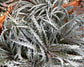 Dyckia Fosteriana - Striking Rare Plant - Spiny Shiny Silver Metallic Bronze Succulents - 10 Seeds