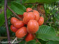 Uvaria Rufa - Susung-Kalabaw - Suso Ng Kalabaw - Rare Fruit - 10 Seeds