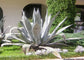 Agave Mix