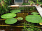 Euryale Ferox - Prickly Water lily Plant - Gorgon Plant - Very Rare - 2 Seeds