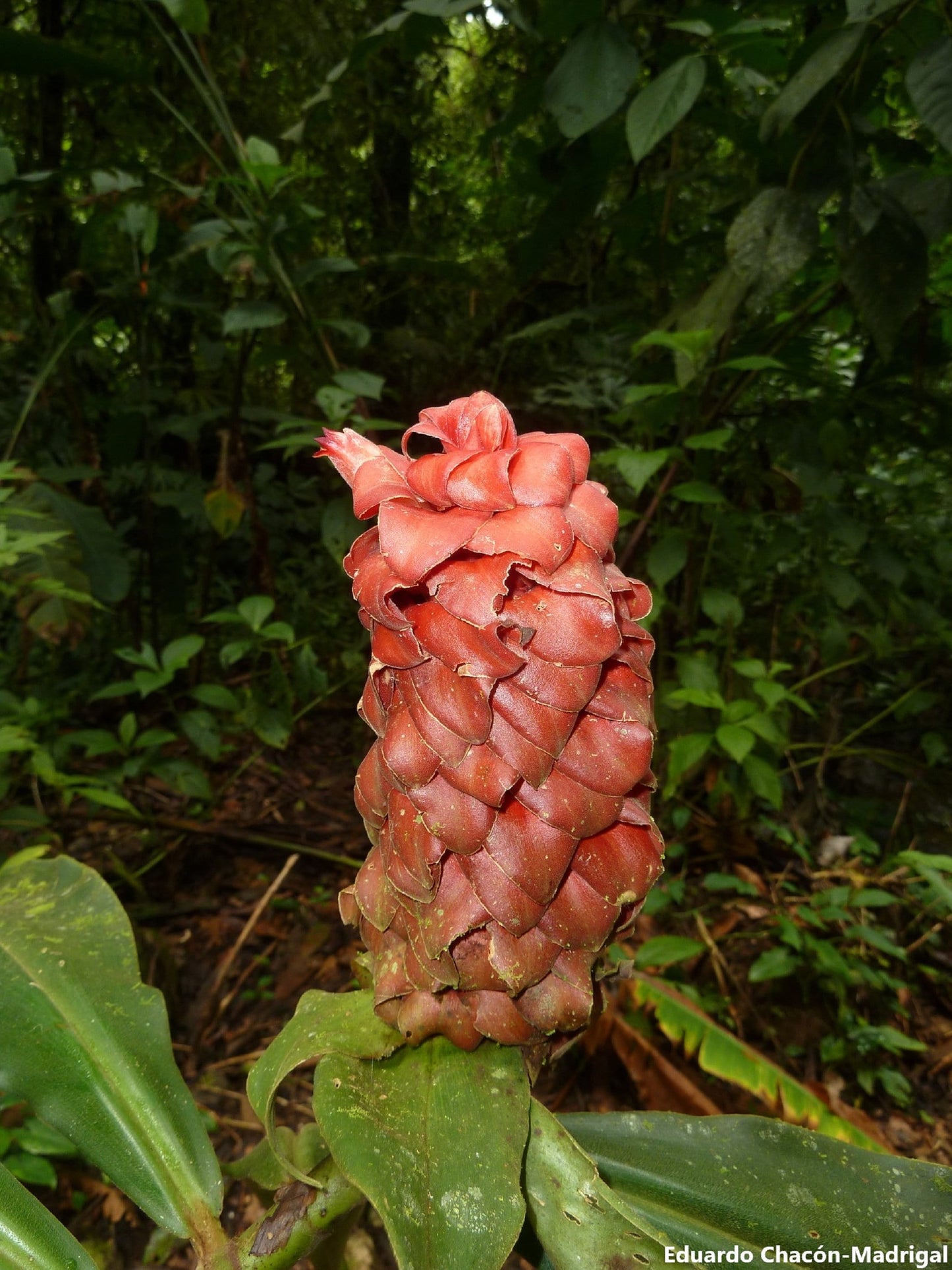 Costus Lima - Large Red Spiral Ginger - Tropical Forest Ginger -  10 Seeds RARE