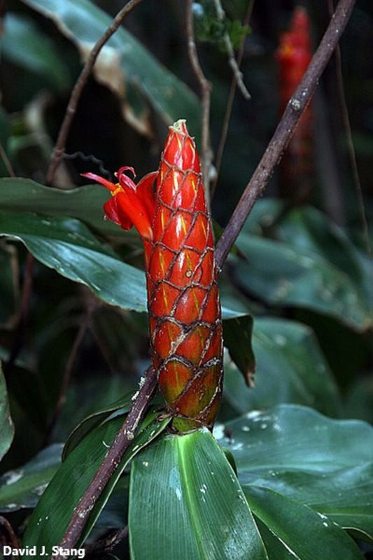 Costus Pulverulentus - Red Passion - Ornamental Red Cigar Ginger - 5 Seeds RARE