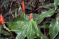 Costus Pulverulentus - Red Passion - Ornamental Red Cigar Ginger - 5 Seeds RARE