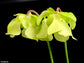 サラセニアアラタ-サラセニアアラタ-食虫植物-淡い食虫植物-10種子