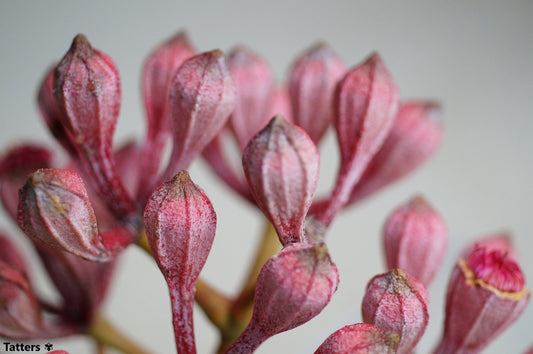 CorymbiaPtychocarpa-ピンクの沼のブラッドウッドの花-春のブラッドウッドツリー-10の種子