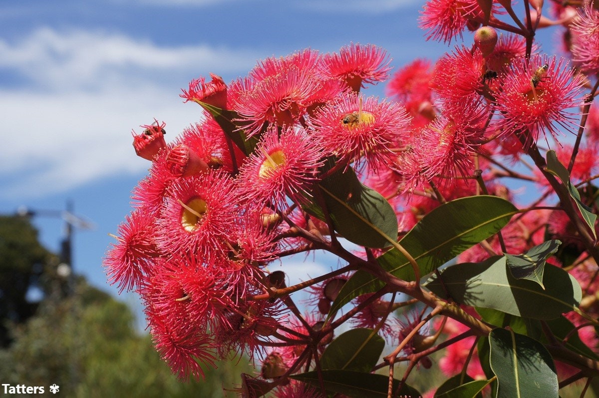 Corymbia Ptychocarpa - Pink Swamp Bloodwood Flowers - Spring Bloodwood Tree - 10 Seeds