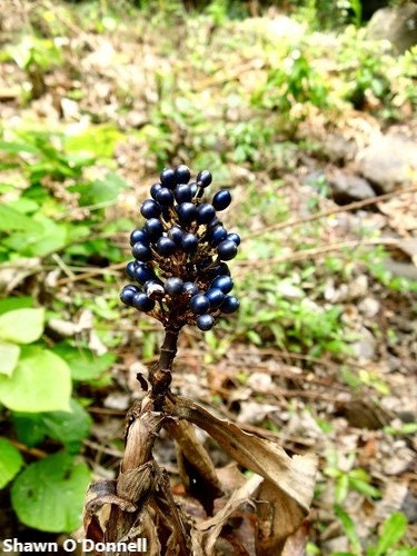 Pollia Thyrsiflora - Pianta di perle - Foreste pluviali Perle blu metallizzate - 50 semi RARI