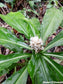 Pollia Thyrsiflora - Pearl Plant -  Rainforests Metallic Blue Pearls - 50 Seeds RARE