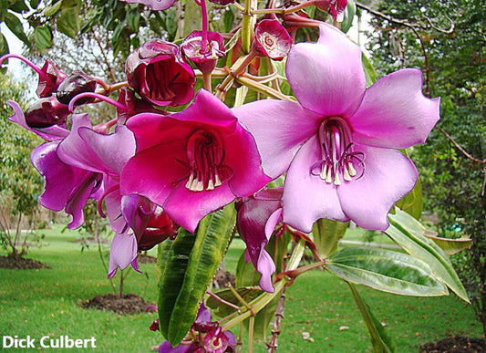 メリアニアノビリス*見事な観賞用の木*ピンクの花*珍しい10個の種子*