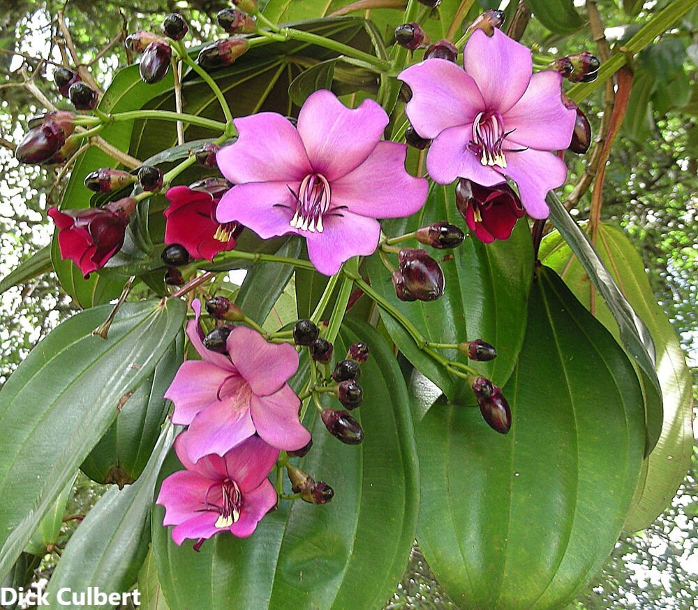 Meriania Nobilis * Impressionante Árvore Ornamental * Flores Rosa * Raras 10 Sementes *