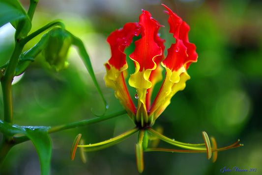 Gloriosa Superba 'Rothschildiana' Flores * The Flame Glory Lily - Planta trepadeira - 5 Sementes