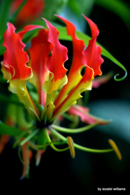 Gloriosa Superba 'Rothschildiana' Fiori * The Flame Glory Lily - Pianta rampicante - 5 semi