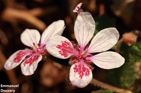 Erodium Trifolium 'Querida' - Flores Bill de Pelargonium Heron - 10 sementes