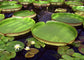 Victoria Amazonica - Queen Victoria Water Lily - Pode acomodar 2-3 Pessoas - 5 Sementes Frescas Seladas - RARO - LIMITADO