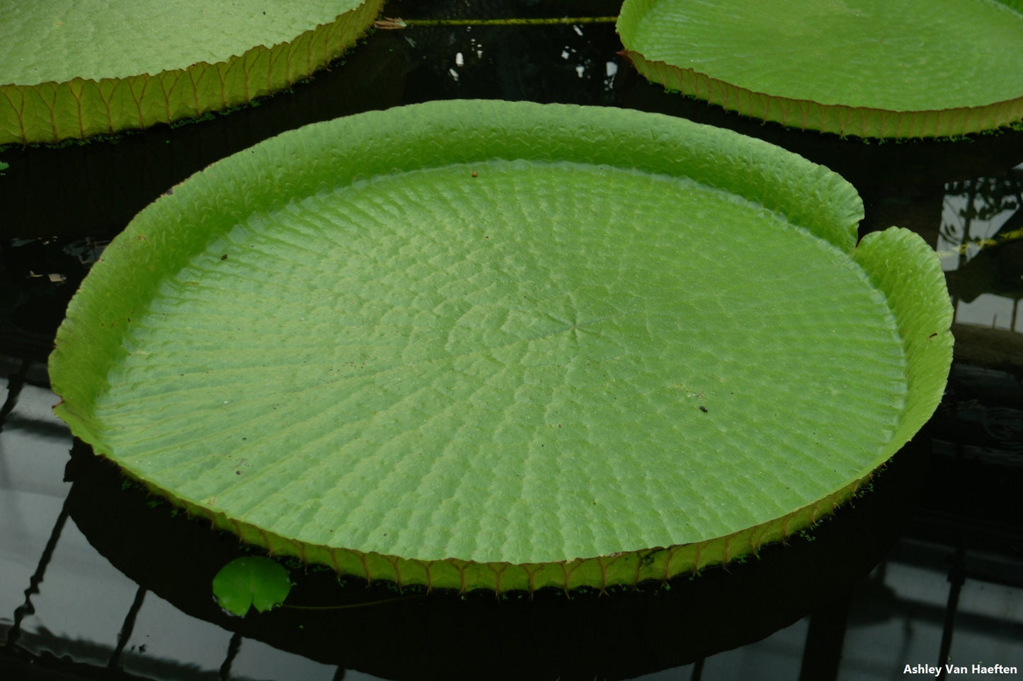 Victoria Amazonica - Queen Victoria Water Lily - Pode acomodar 2-3 Pessoas - 5 Sementes Frescas Seladas - RARO - LIMITADO