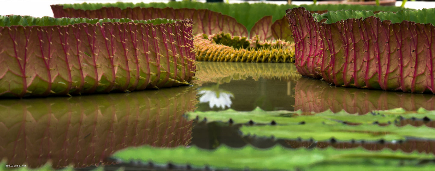 Victoria Amazonica - Queen Victoria Water Lily - Can Hold 2-3 People  - 5 Fresh Sealed Seeds - RARE - LIMITED
