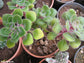 Aichryson Laxum - Tree oF Love - House Shade Plant - Succulent - 10 Seeds - RARE