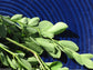 Moringa Oleifera - FRESH 10 SEEDS - Miracle Tree Drumstick Ben Oil Traditional Herbal Medicine