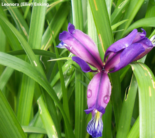 Iris Graminea Incredibile fragranza di albicocche - Fiore viola di prugna con bandiera a foglia d'erba - 10 semi
