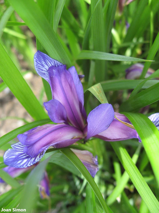Iris Graminea Amazing Apricots Fragrance - Grass-Leaved Flag Plum Tart Purple Flower - 10 Seeds