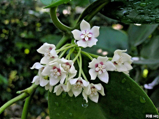Hoya Australis - Flor de Videira de Cera - Planta Atrativa de Borboletas - Escalada Perfumada - 3 Sementes RARA