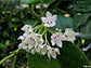 HoyaAustralis-ワックスつる花-蝶を引き付ける植物-香りのよい登山-3種珍しい
