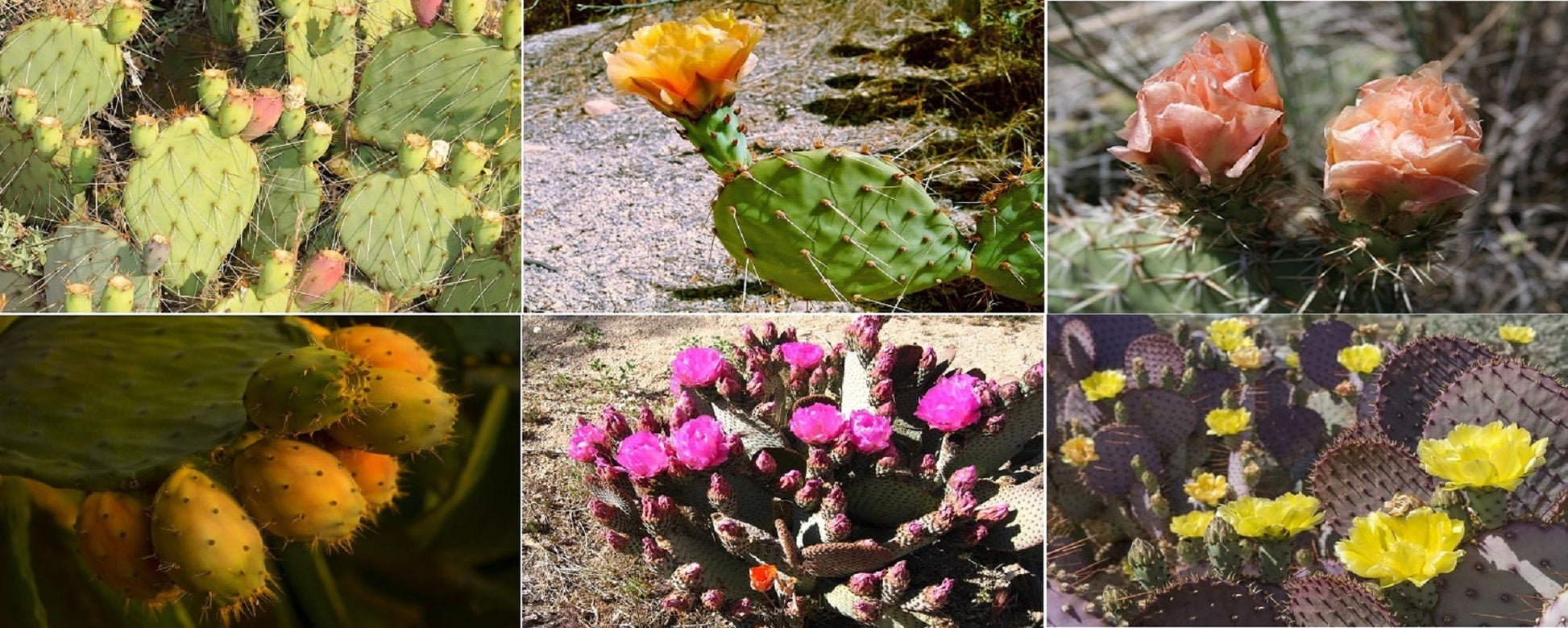 Beroligende middel At hoppe uld Opuntia Mix - Prickly Pear Cactus - Many Unique & Rare Species - 20 Se –  IDSeeds Farm