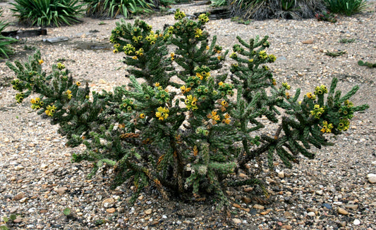 Cylindropuntia Imbricata - Cane Cholla - Albero del bastone da passeggio - Cactus a catena - 10 semi