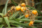 Bromelia Pinguin - Wild Tropical Pineapple - Beautiful Garden Plant - 5 Seeds RARE