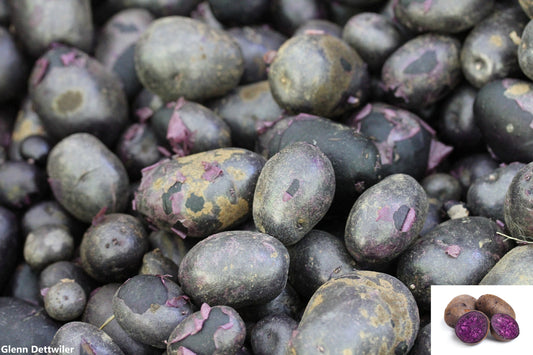 Solanum Tuberosum TPS True Blue Potato Seeds Mix - Raro - 10 True Seeds - Não Root - Cultive sua própria batata azul - Limited
