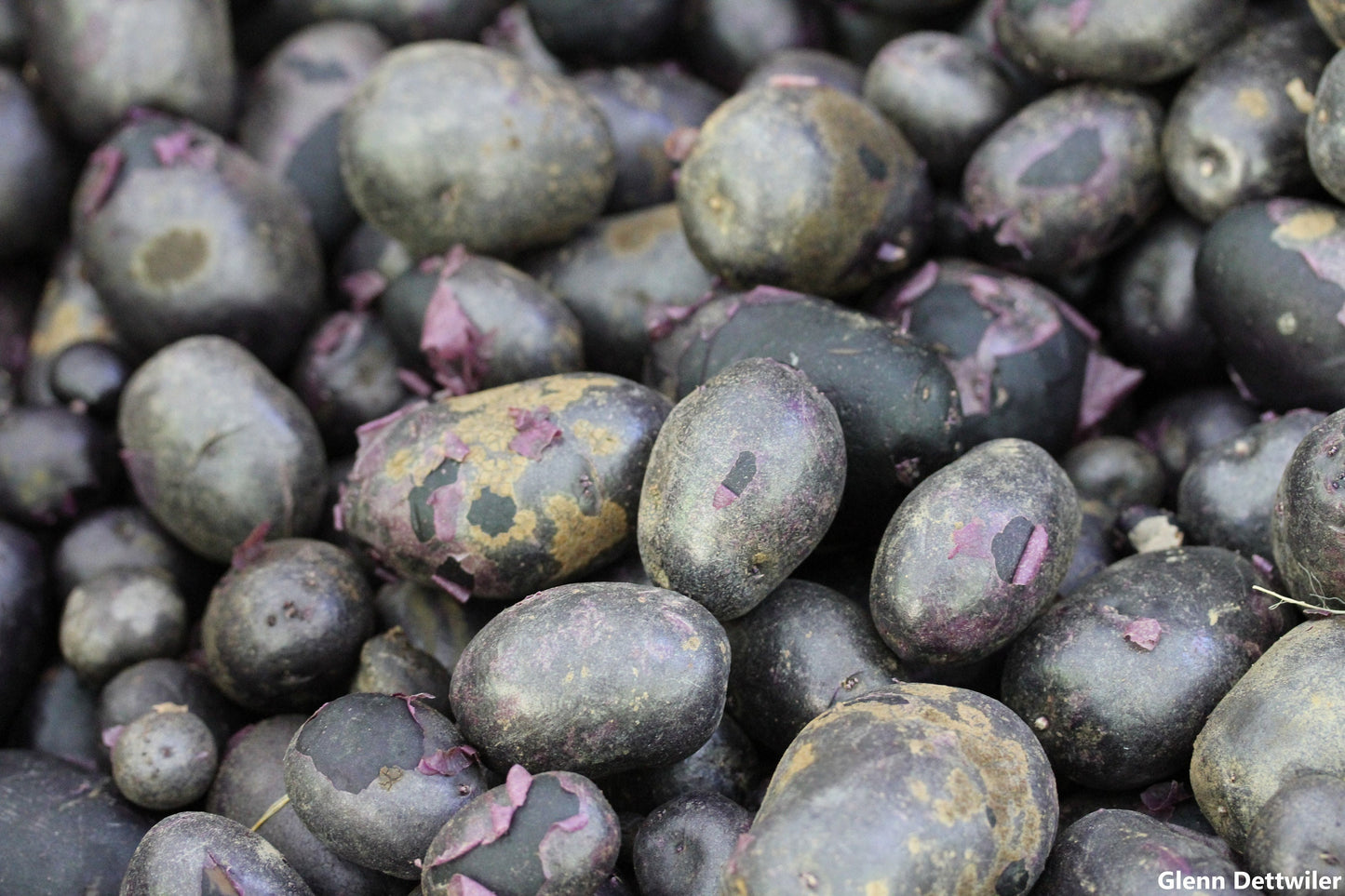 Solanum Tuberosum TPS True Blue Potato Seeds Mix - Rare - 10 True Seeds - Not Root - Grow Your Own Blue Potato - Limited