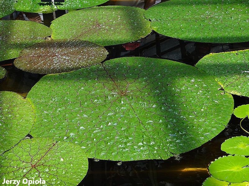 Euryale Ferox - Prickly Water lily Plant - Gorgon Plant - Very Rare - 2 Seeds