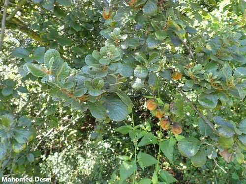 Diospyros Villosa - Maçã Estrela Peluda - Arbusto Tropical Ornamental Trepadeira Raro - 10 Sementes