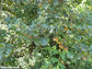 Diospyros Villosa - Hairy Star Apple - Tropical Ornamental Climbing Rare Shrub - 10 Seeds