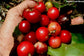 Flacourtia Rukam - Edible Fruit Indian Governor's Plum - 5 Seeds