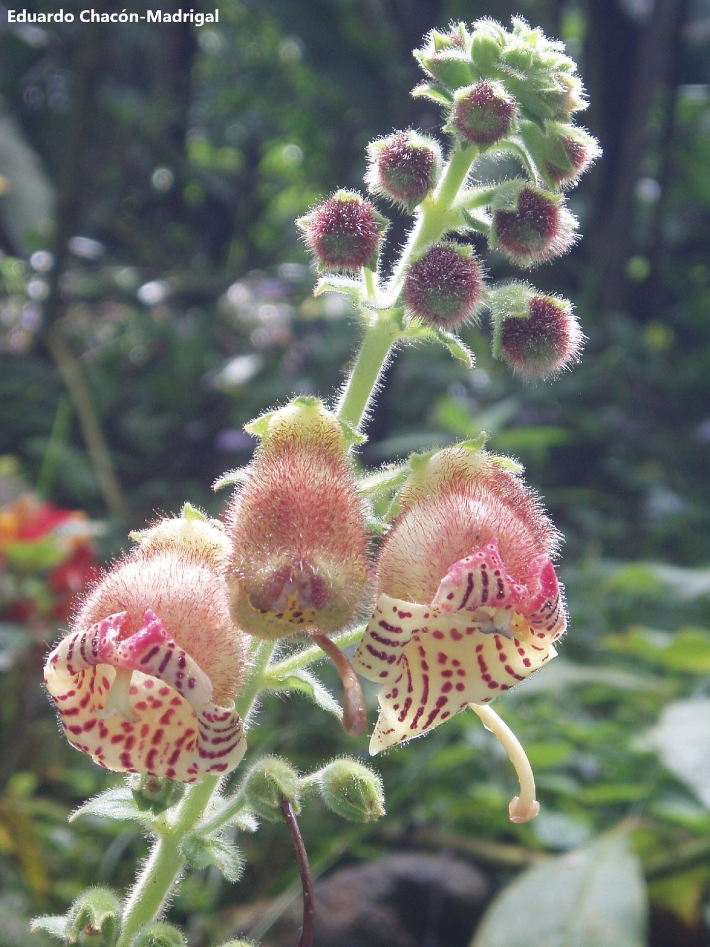 Kohleria Allenii - Unusual Tiger Flowers - 200+ Tiny Seeds - Ornamental Garden Flower