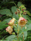 Kohleria Allenii - Unusual Tiger Flowers - 200+ Tiny Seeds - Ornamental Garden Flower