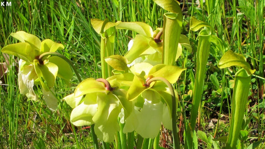 Sarracenia Alata - Yellow Trumpets - Carnivorous Plant - Pale Pitcher Plant - 10 Seeds