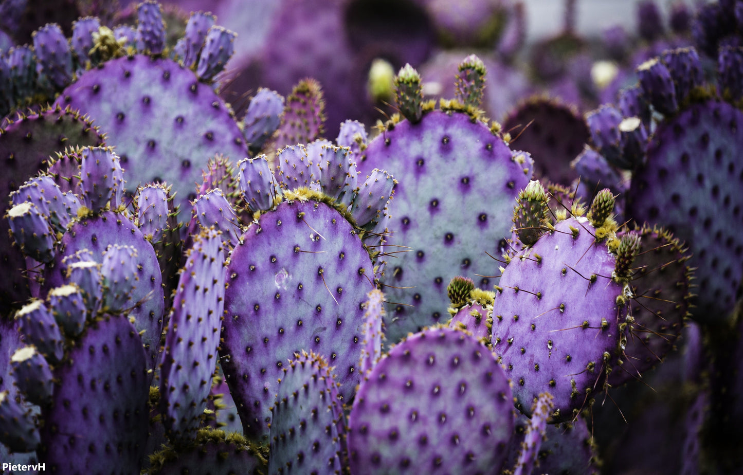 Opuntia Santarita - Santa Rita Purple Prickly Pear - Spectacular Cactus - 10 Seeds