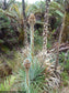 Puya Dasylirioides - Unusual Puya - Endangered Species - Flame torch - 15 Seeds